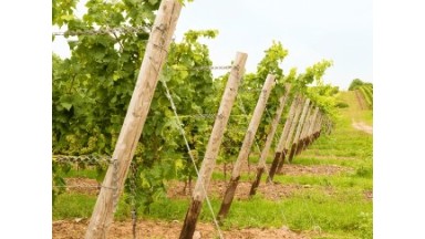 Guide d'Achat 2024 : Choisir le Meilleur Fil à Vigne Inox pour Votre Vignoble